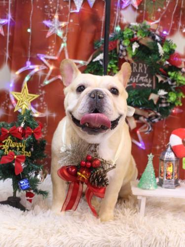 20231213こてつくん